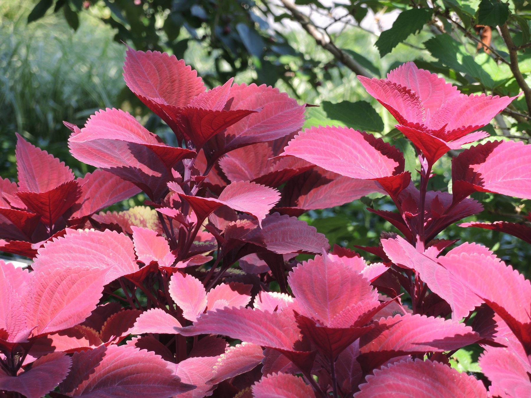 Ten Best Annuals for Shade